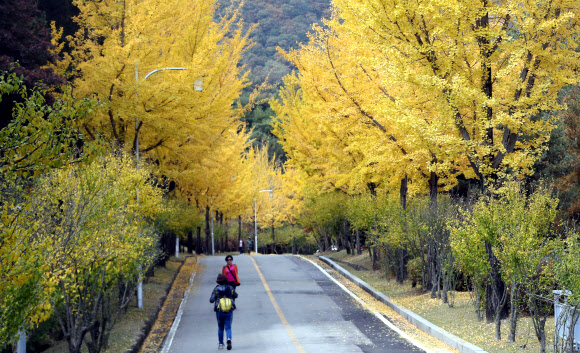 노랗게 물든 가을