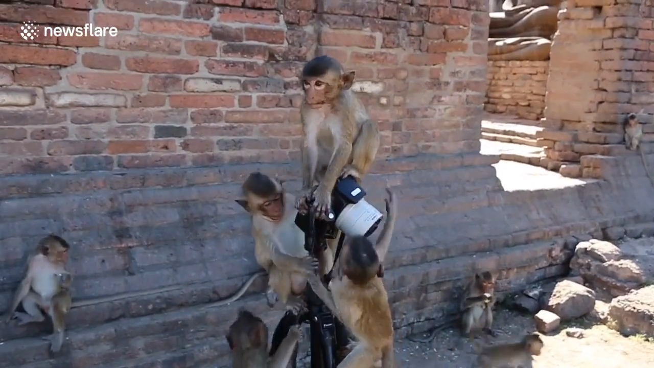태국 롭부리 한 지역에서 원숭이가 삼각대에 설치한 카메라를 호기심 어린 모습으로 올라타 있는 모습(유튜브 영상 캡처)