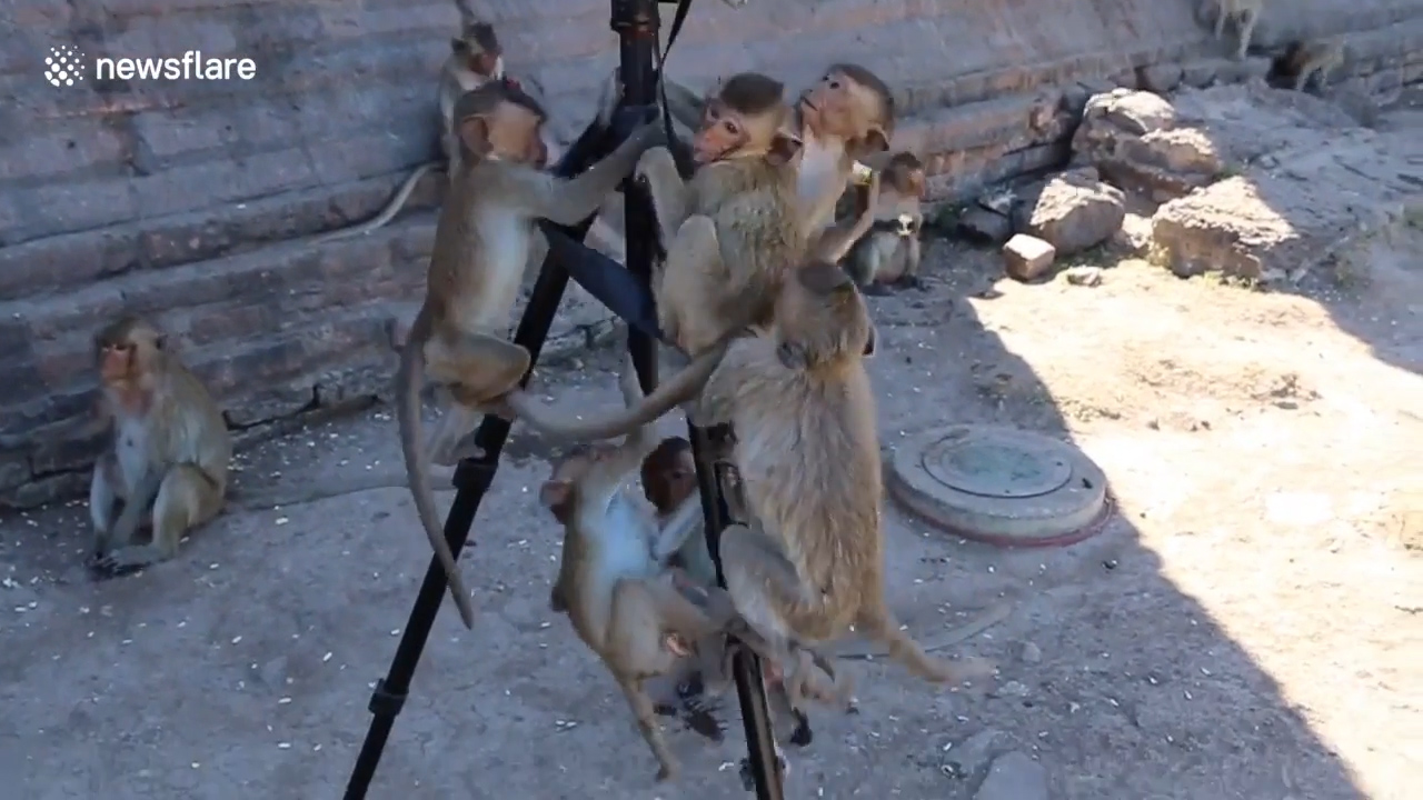 태국 롭부리 한 지역에서 원숭이가 삼각대에 설치한 카메라를 호기심 어린 모습으로 올라타 있는 모습(유튜브 영상 캡처)