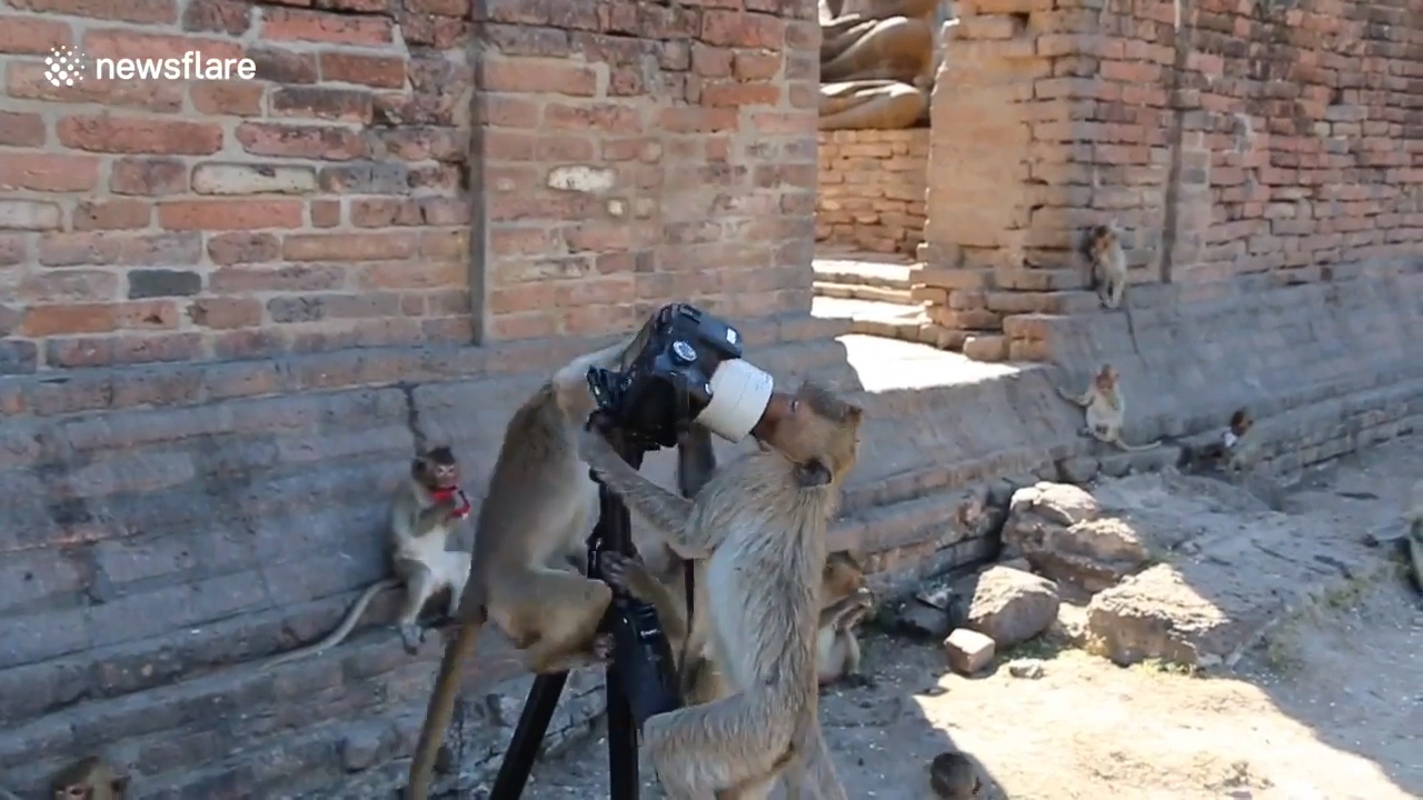 태국 롭부리 한 지역에서 원숭이가 삼각대에 설치한 카메라를 호기심 어린 모습으로 올라타 있는 모습(유튜브 영상 캡처)