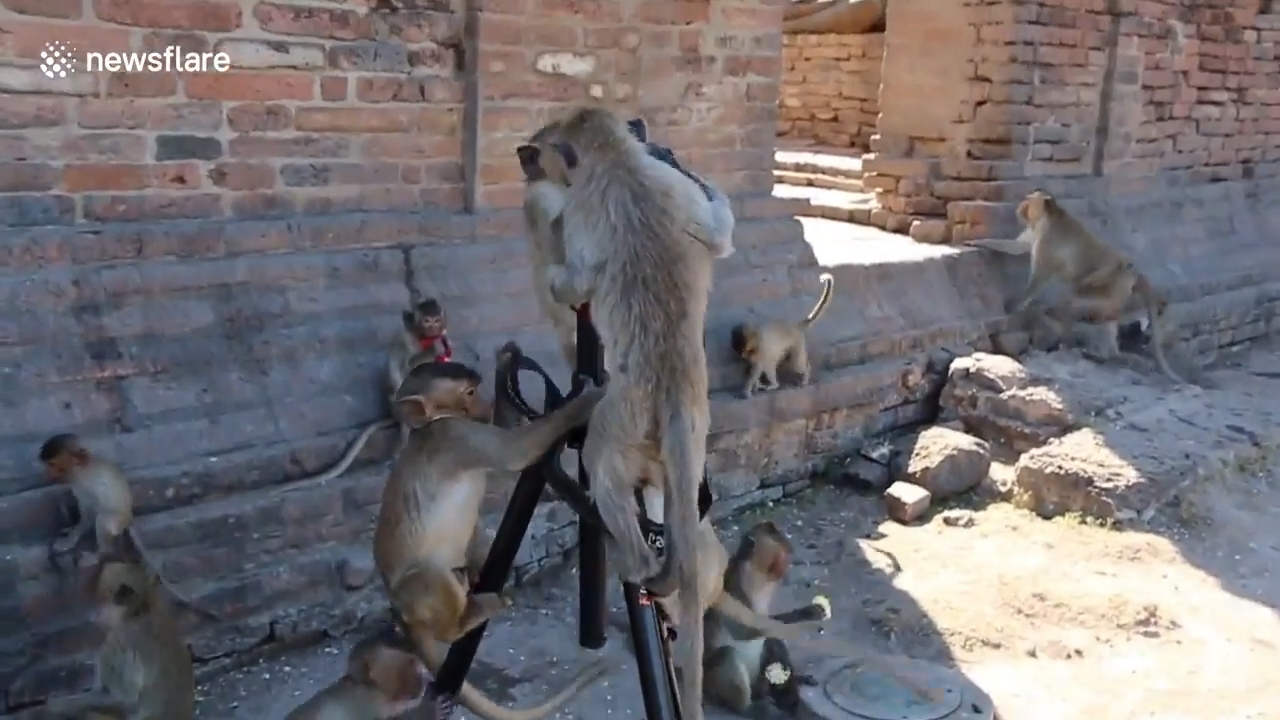 태국 롭부리 한 지역에서 원숭이가 삼각대에 설치한 카메라를 호기심 어린 모습으로 올라타 있는 모습(유튜브 영상 캡처)