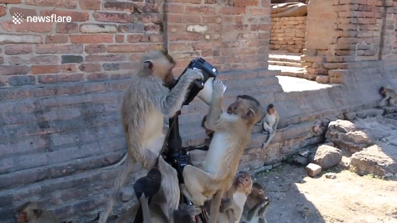 태국 롭부리 한 지역에서 원숭이가 삼각대에 설치한 카메라를 호기심 어린 모습으로 올라타 있는 모습(유튜브 영상 캡처)
