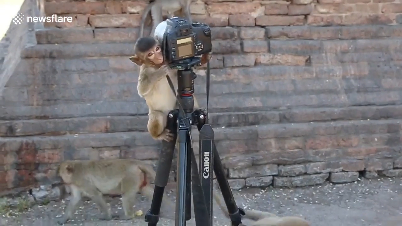 태국 롭부리 한 지역에서 원숭이가 삼각대에 설치한 카메라를 호기심 어린 모습으로 올라타 있는 모습(유튜브 영상 캡처)