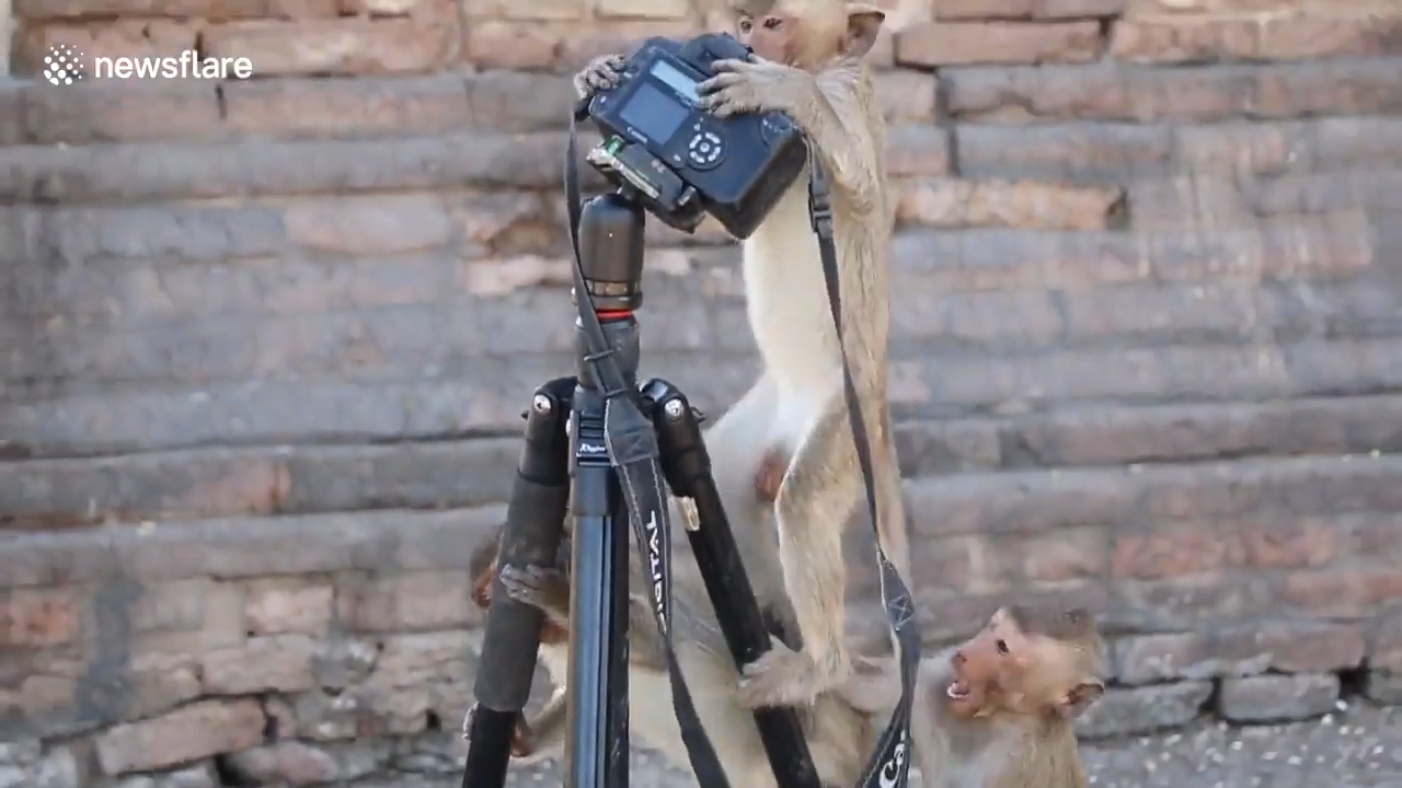 태국 롭부리 한 지역에서 원숭이가 삼각대에 설치한 카메라를 호기심 어린 모습으로 올라타 있는 모습(유튜브 영상 캡처)