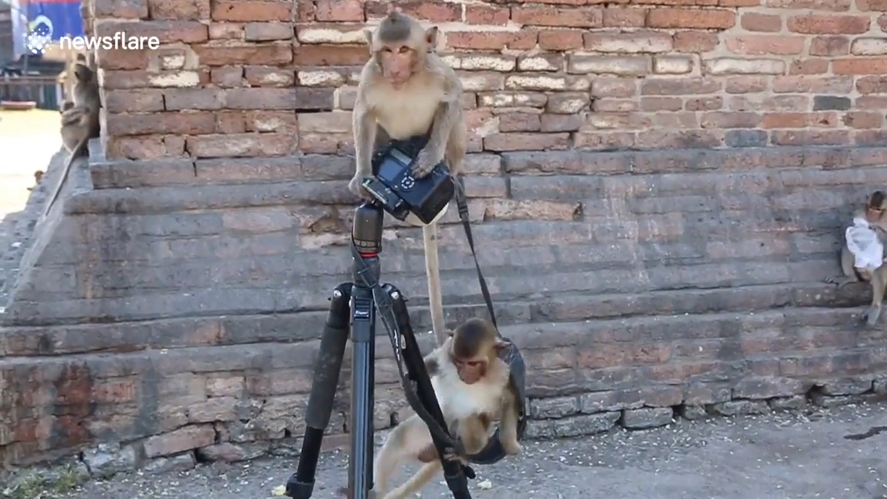 태국 롭부리 한 지역에서 원숭이가 삼각대에 설치한 카메라를 호기심 어린 모습으로 올라타 있는 모습(유튜브 영상 캡처)