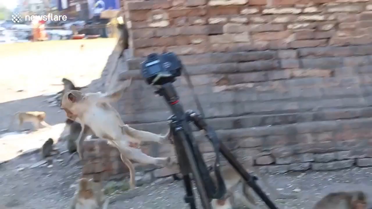 태국 롭부리 한 지역에서 원숭이가 삼각대에 설치한 카메라를 호기심 어린 모습으로 올라타 있는 모습(유튜브 영상 캡처)