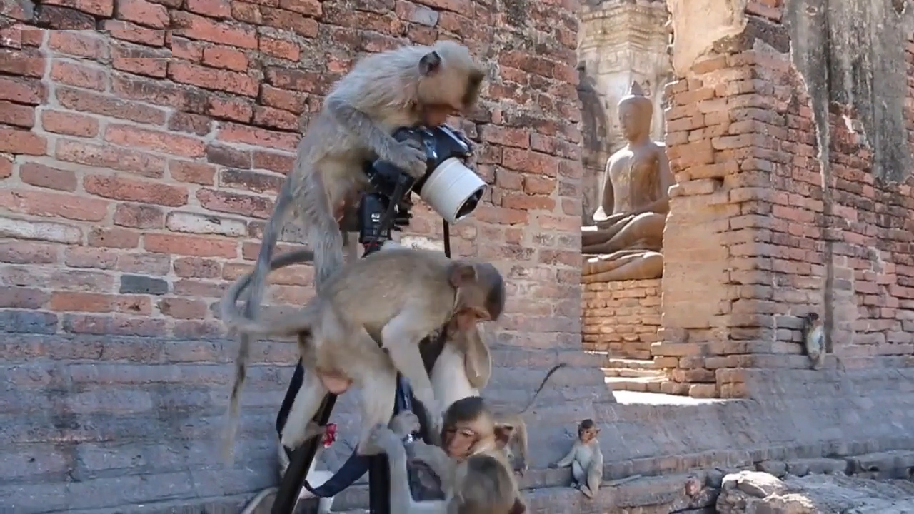 태국 롭부리 한 지역에서 원숭이가 삼각대에 설치한 카메라를 호기심 어린 모습으로 올라타 있는 모습(유튜브 영상 캡처)