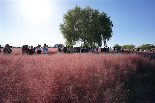 하늘공원에서 핑크뮬리의 물결이 장관을 이루고 있다. 지난 12일부터 18일까지 서울억새축제가 열렸다. 핑크뮬리는 가을에 분홍색이나 자주색 꽃이 피는데 억새와 닮아서 분홍억새라고도 한다.