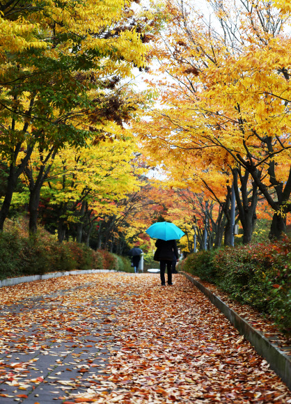 가을비와 단풍