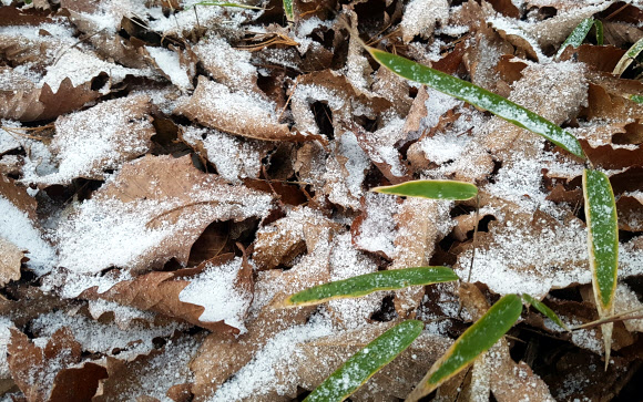 태백산 정상 천제단으로 가는 등산로 낙엽 위에 27일 눈이 내려앉았다. 2018.10.27  류태호 태백시장 제공