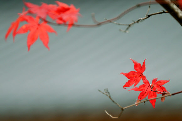강한 바람으로 체감온도가 뚝 떨어진 27일 태백산국립공원 당골광장의 단풍잎이 가을을 붙잡고 있다. 2018.10.27  연합뉴스