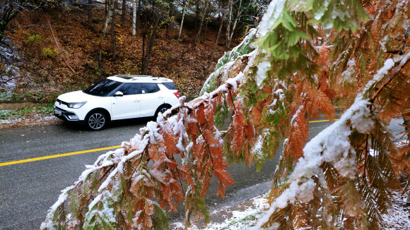 단풍에 내려앉은 눈