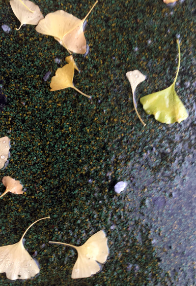 고양에 내린 우박