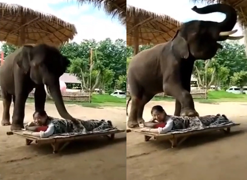 코끼리에게 안마 받고 있는 여성의 모습(유튜브 영상 캡처)