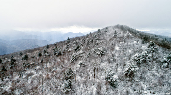 첫눈에 겨울 왕국으로 바뀐 평창 발왕산