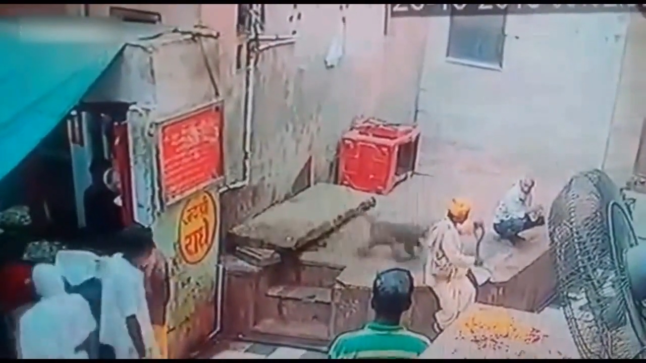 인도 한 사원 밖에서 자신의 코브라를 원숭이에게 빼앗긴 남성의 모습(유튜브 영상 캡처)