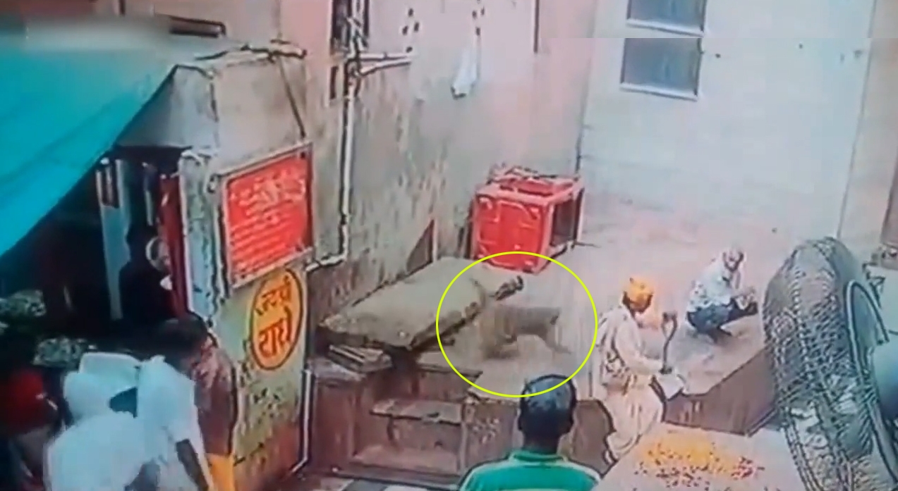 인도 한 사원 밖에서 자신의 코브라를 원숭이에게 빼앗긴 남성의 모습(유튜브 영상 캡처)