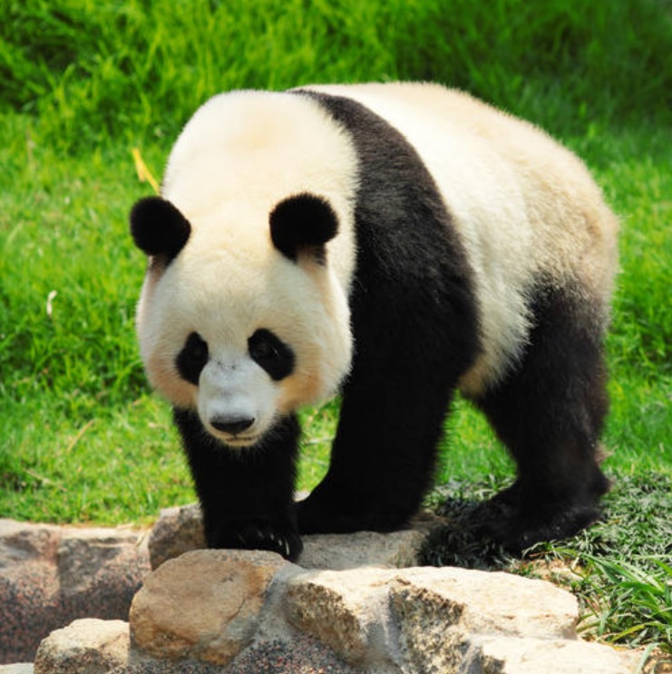세계자연기금(WWF)는 30일(현지시간) 발간한 보고서 ‘살아있는 지구’를 통해 1970년부터 2014년까지 44년간 감소한 포유류·조류·어류·파충류·양서류 규모는 전체의 60%에 이른다고 폭로했다. 사진은 세계적인 희귀종인 팬더곰.=세계자연기금 홈페이지 캡처