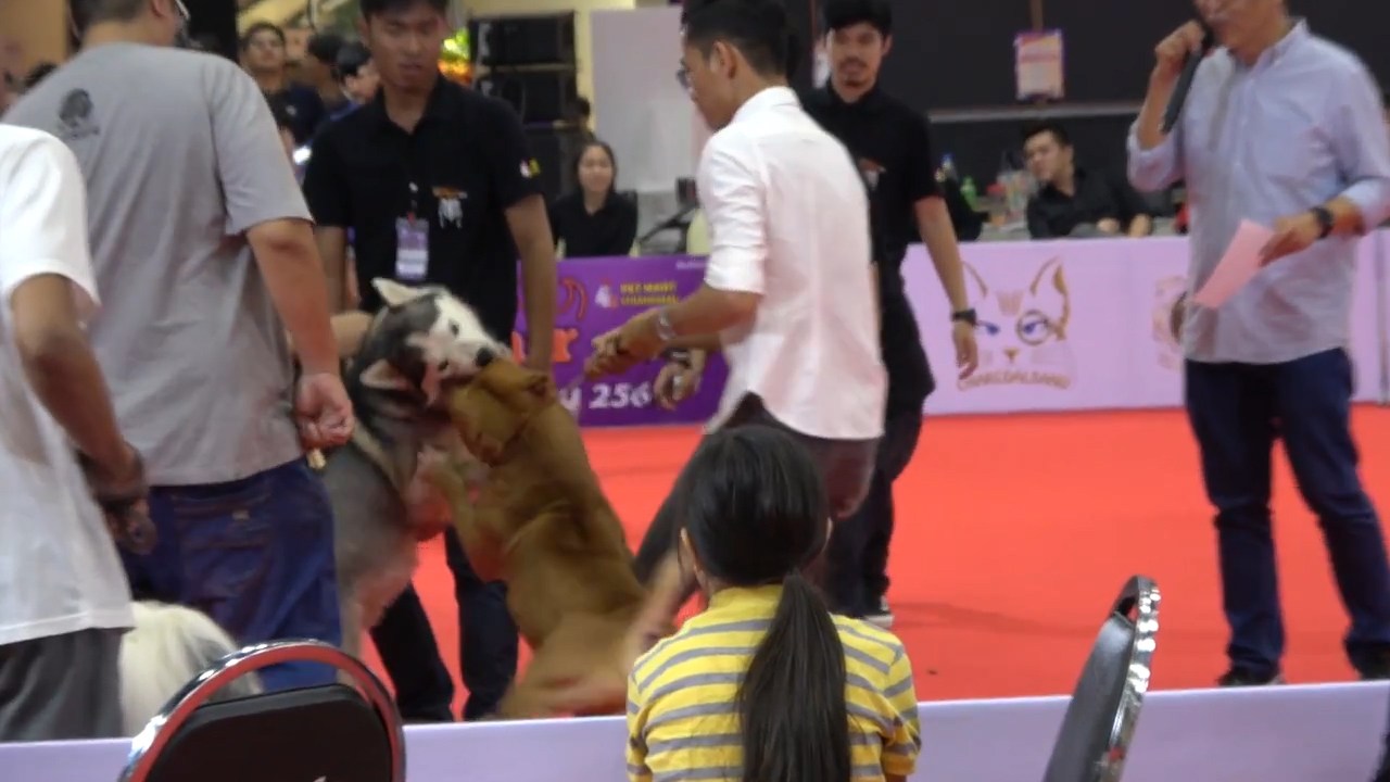 태국의 한 펫쇼에서 핏불 한 마리가 시베리안 허스키의 목 주위를 물고 있는 돌발 상황 모습(유튜브 영상 캡처)