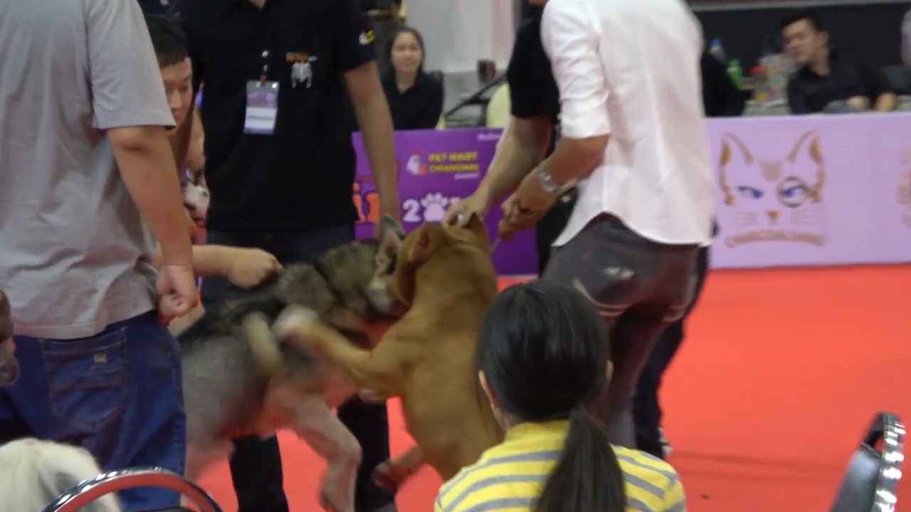태국의 한 펫쇼에서 핏불 한 마리가 시베리안 허스키의 목 주위를 물고 있는 돌발 상황 모습(유튜브 영상 캡처)