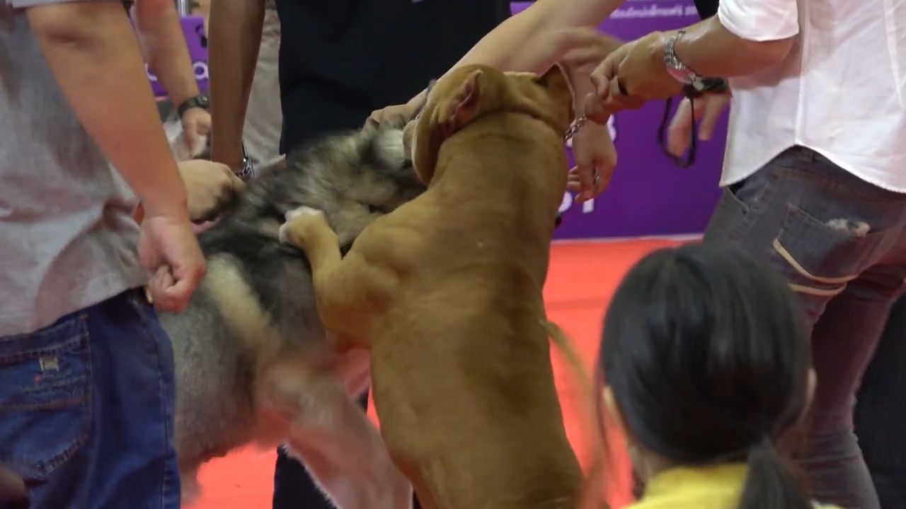 태국의 한 펫쇼에서 핏불 한 마리가 시베리안 허스키의 목 주위를 물고 있는 돌발 상황 모습(유튜브 영상 캡처)