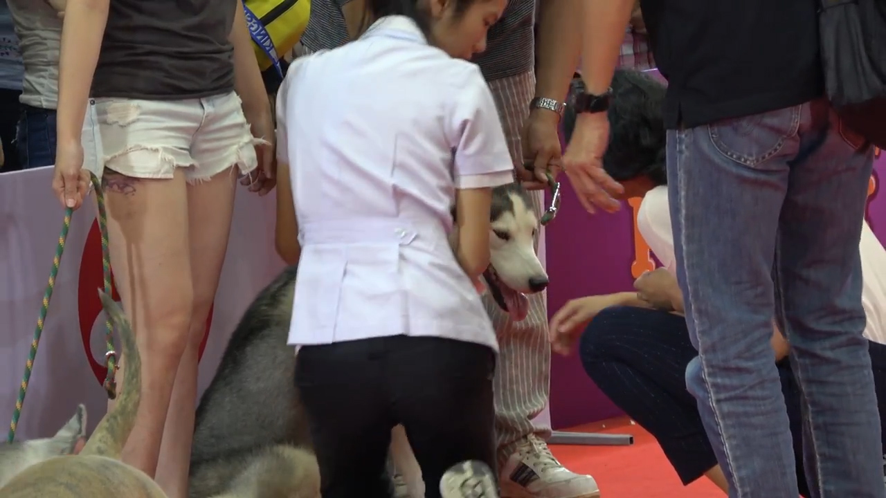 태국의 한 펫쇼에서 핏불 한 마리가 시베리안 허스키의 목 주위를 물고 있는 돌발 상황 모습(유튜브 영상 캡처)