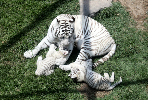 30일(현지시간) 페루 리마의 우아치파 동물원에서 두 달 된 벵골호랑이 새끼들이 어미 호랑이와 함께 있다. 로이터 연합뉴스