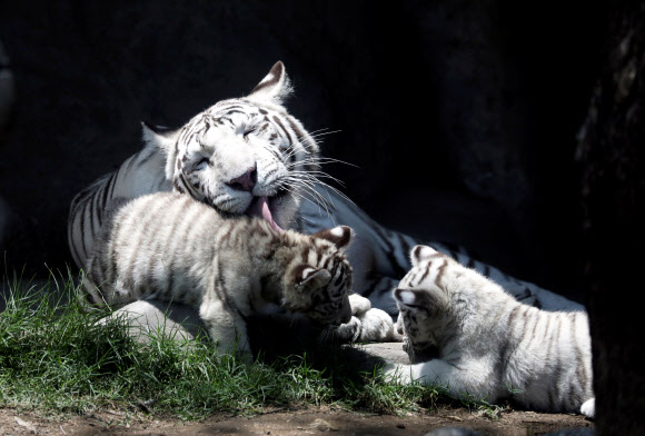 30일(현지시간) 페루 리마의 우아치파 동물원에서 두 달 된 벵골호랑이 새끼들이 어미 호랑이와 함께 있다. 로이터 연합뉴스