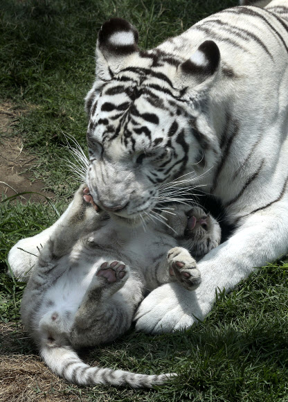 30일(현지시간) 페루 리마의 우아치파 동물원에서 두 달 된 벵골호랑이 새끼가 어미 호랑이와 함께 있다. AP 연합뉴스