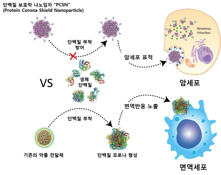 단백질 보호막을 가진 약물 전달체의 작동 모식도 UNIST 제공