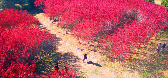 깊어가는 제주의 가을