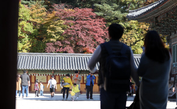 단풍나무를 배경으로