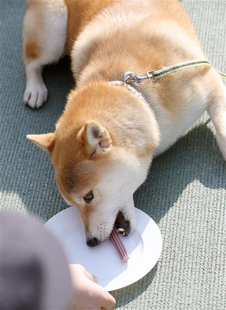 간식의 유혹에 넘어간 시바견