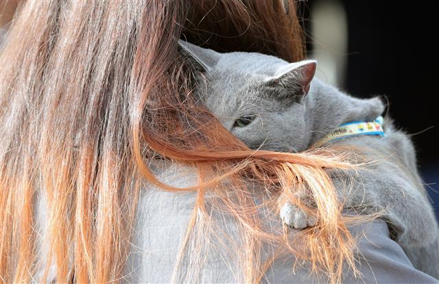 엄마 품이 편안한 반려고양이