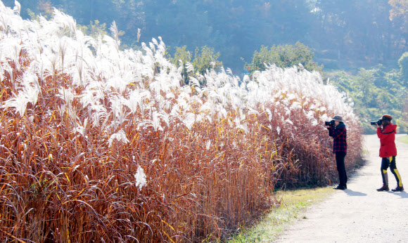 화창한 날씨를 보인 4일 대청호 오백리길 5구간인 대전시 동구 신상동 흥진마을 찾은 나들이객들이 황금빛 억새를 카메라에 담고 있다. 2018.11.4  연합뉴스