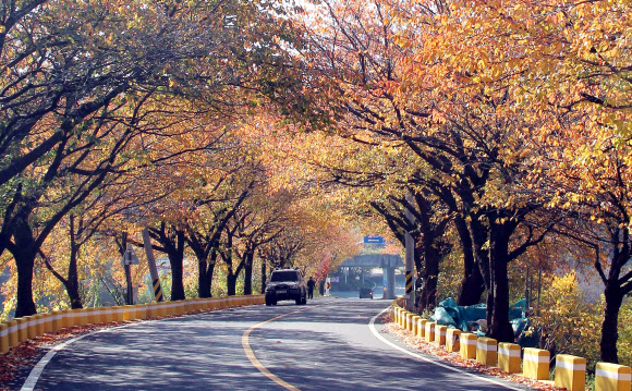 4일 대전시 동구 신상동 흥진마을(대청호 오백리길 5구간) 입구 도로변 벚나무에 단풍이 곱게 들어 장관을 연출하고 있다. 2018.11.4  연합뉴스