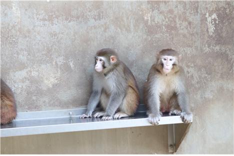 영장류자원지원센터에서 사육하는 붉은털원숭이 모습 한국생명공학연구원 제공