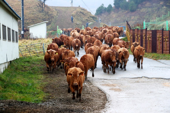 축사로 돌아오는 한우