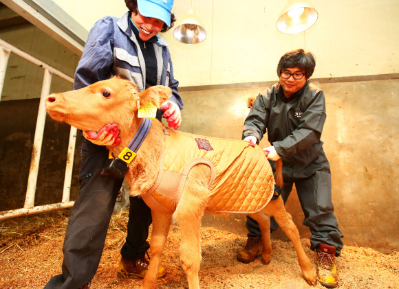 방한복 입은 송아지