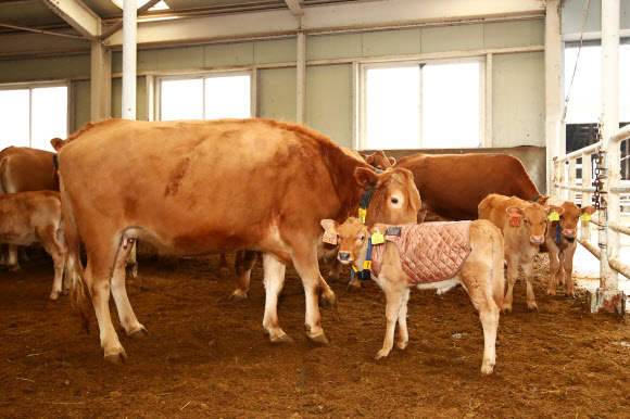 방한복 입은 송아지