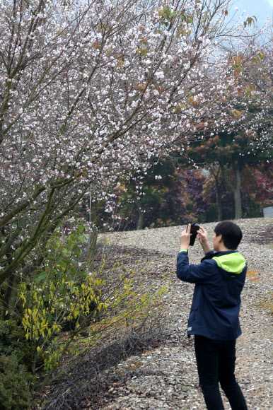 가을에 벚꽃…“신기하네”