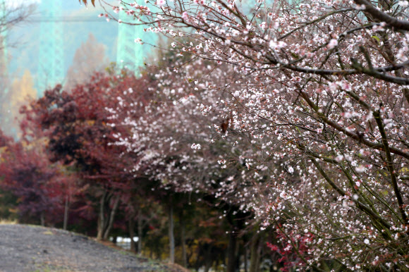 단풍과 어우러진 벚꽃