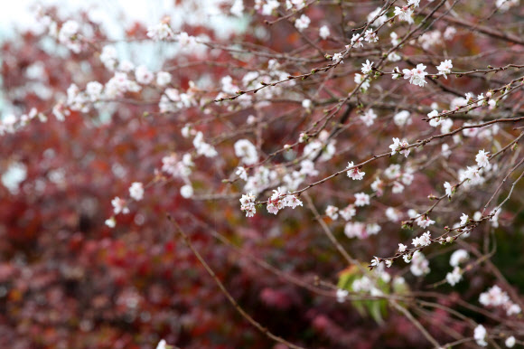 단풍과 어우러진 벚꽃