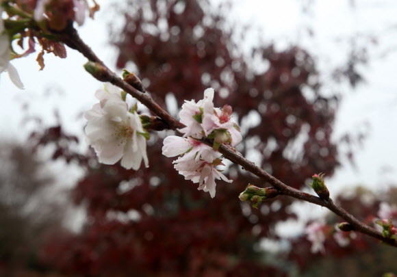 가을에 핀 벚꽃 ‘춘추화’