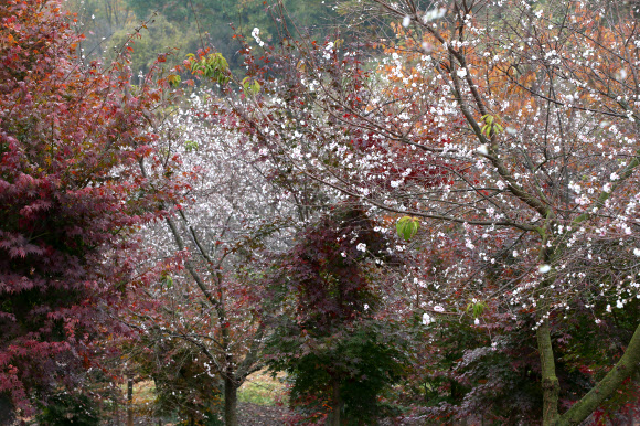 단풍과 어우러진 벚꽃