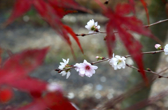 가을에 핀 벚꽃 ‘춘추화’
