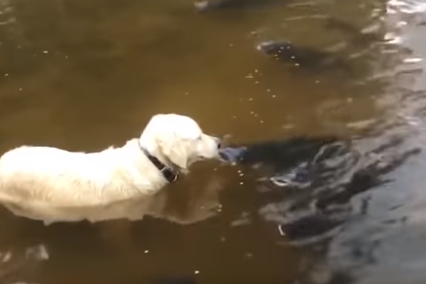 메기 잡는 골든 리트리버