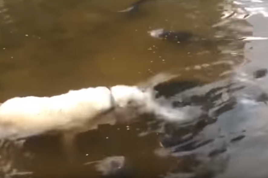 메기 잡는 골든 리트리버