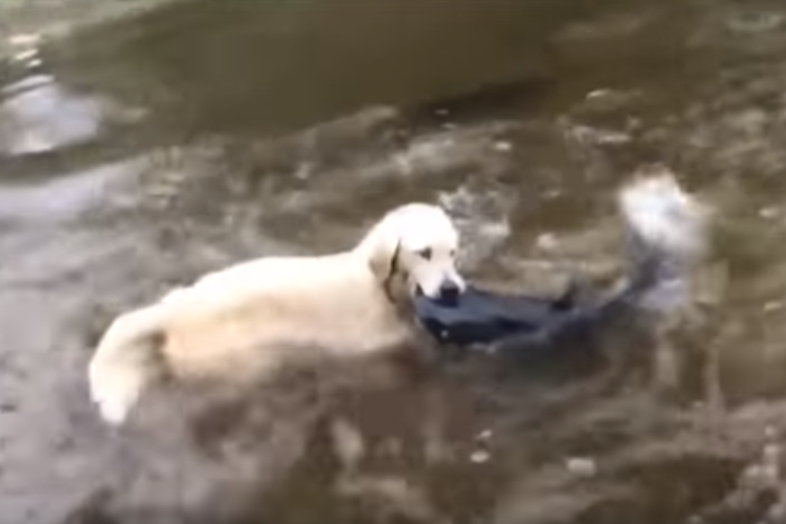 메기 잡는 골든 리트리버