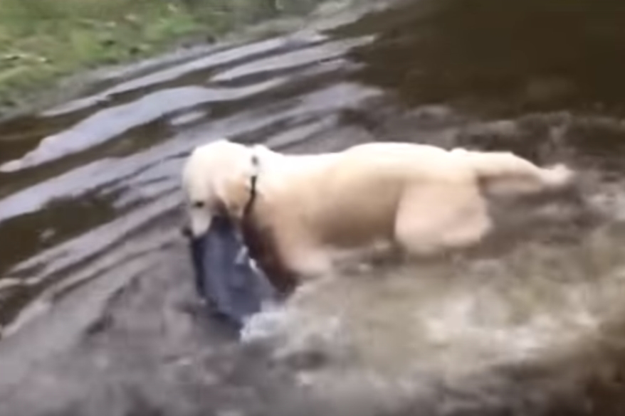 메기 잡는 골든 리트리버